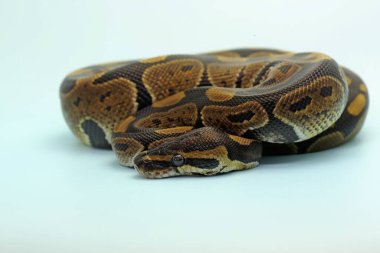 Bir piton pitonu (Python regülasyonu) vücudunu sarar ve çevresini gözetir..