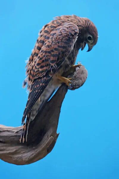 Falcon Falco Moluccensis Preying Small Bird — Stock Photo, Image