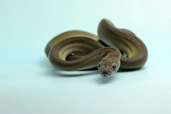 Uma Azeitona Papuana Python Apodora Papuana Está Mostrando Comportamento Agressivo — Fotografia de Stock