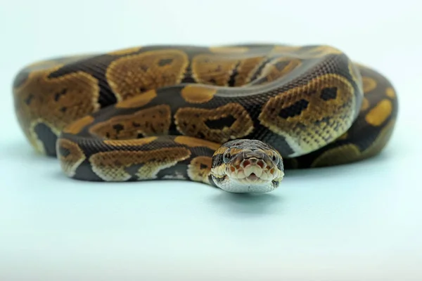Pyton Kulowy Python Regius Owija Swoje Ciało Obserwuje Jego Otoczenie — Zdjęcie stockowe