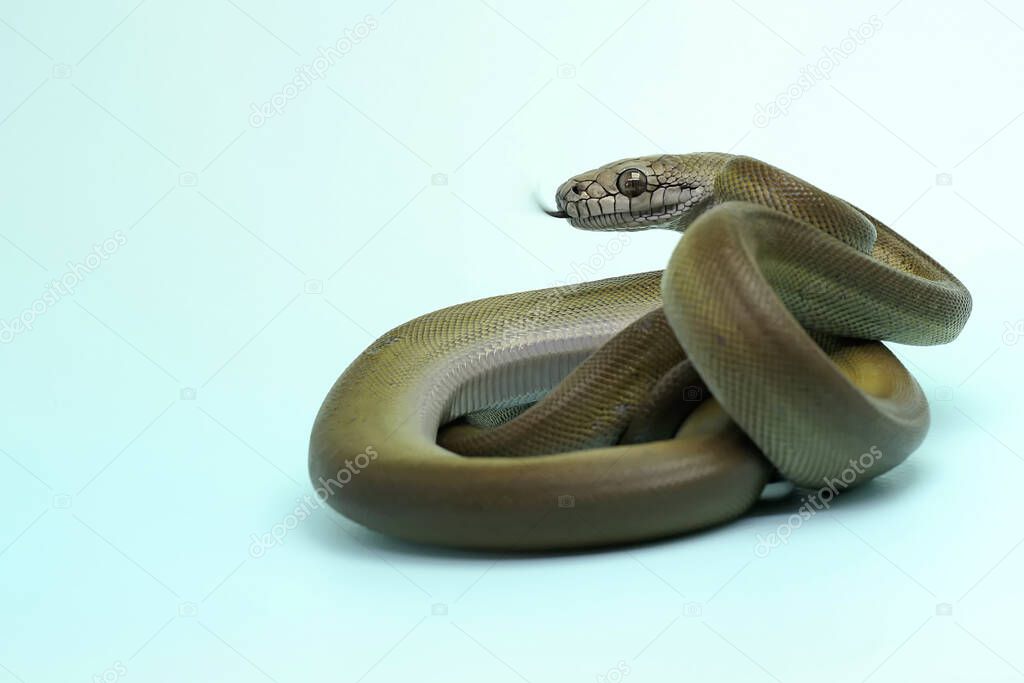 A Papuan Olive Python (Apodora papuana) is showing aggressive behavior.