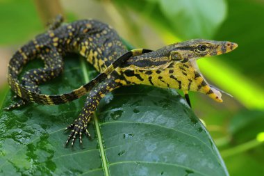Bir bebek gözlemci kertenkele (Varanus kurtarıcısı) günlük aktivitelerine başlamadan önce güneşleniyor.