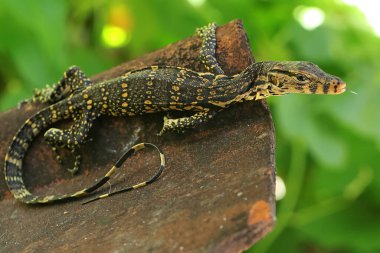 Bir bebek gözlemci kertenkele (Varanus kurtarıcısı) günlük aktivitelerine başlamadan önce güneşleniyor.