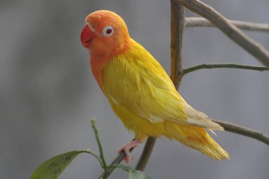 Bir aşk kuşunun (Agapornis sp) parlak turuncu ve sarı tüy rengine sahip lutino tipi..