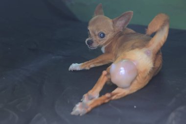 Şirin ve sevimli yüzlü bir chihuahua..