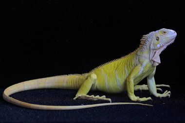 Zarif duruşu olan sarı bir iguana (iguana iguana).
