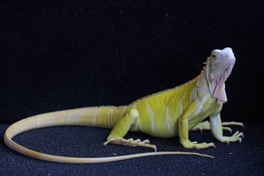 Zarif duruşu olan sarı bir iguana (iguana iguana).