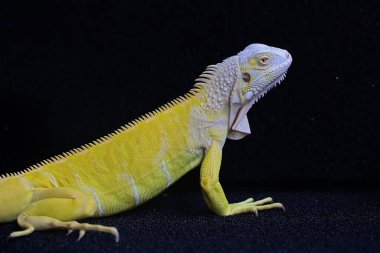 Zarif duruşu olan sarı bir iguana (iguana iguana).