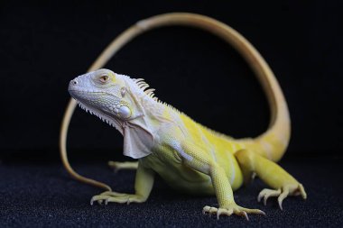 Zarif duruşu olan sarı bir iguana (iguana iguana).