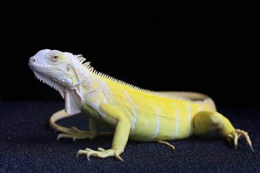 Zarif duruşu olan sarı bir iguana (iguana iguana).