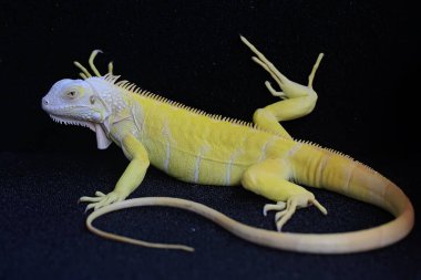 Zarif duruşu olan sarı bir iguana (iguana iguana).