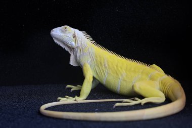 Zarif duruşu olan sarı bir iguana (iguana iguana).