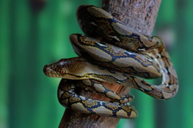 Bir yılan vücudunu bir kütüğe sarıyor..