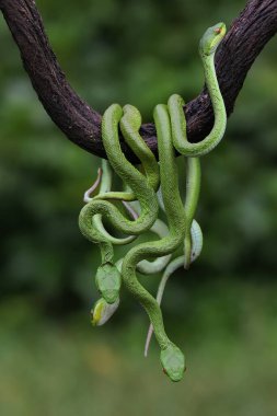 Bir grup bebek Küçük Sunda çukur engereği (Trimeresurus insularis) kuru bir ağaç dalında süründüler..