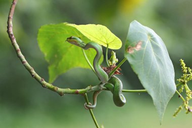 Küçük bir Sunda çukur engereği (Trimeresurus insularis) kuru bir ağaç dalında sürünür..