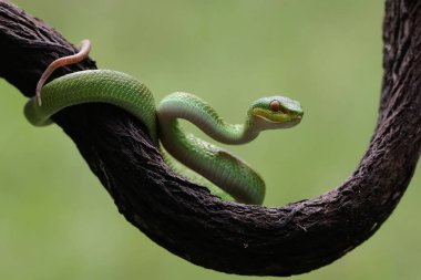 Küçük bir Sunda çukur engereği (Trimeresurus insularis) kuru bir ağaç dalında sürünür..
