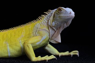 Zarif duruşu olan sarı bir iguana (iguana iguana).