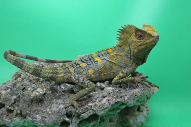 Bir orman ejderhasının (Gonocephalus chamaeleontinus) kendi bölgesine giren davetsiz hayvanlara saldırmaya hazır vücut hareketi..