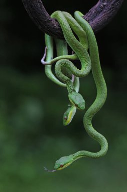 Bir grup bebek Küçük Sunda çukur engereği (Trimeresurus insularis) kuru bir ağaç dalında süründüler..