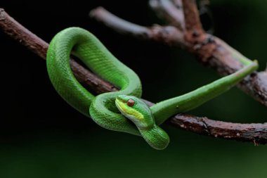 Küçük bir Sunda çukur engereği (Trimeresurus insularis) kuru bir ağaç dalında sürünür..