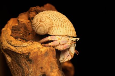 Bir keşiş yengeci (Paguroidea sp) yavaşça yürüyor.