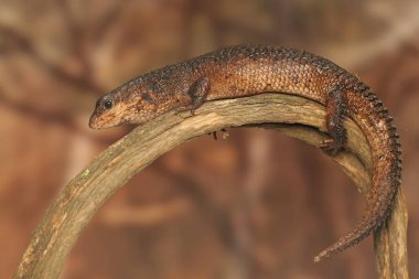 Bir Sulawesi dikenli su kayması (Tripidophorus apulus) kuru odunla güneşlenir..