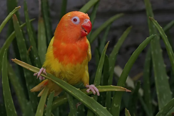 Beauté Oiseau Amour Agapornis Type Lutino Avec Une Couleur Plume — Photo