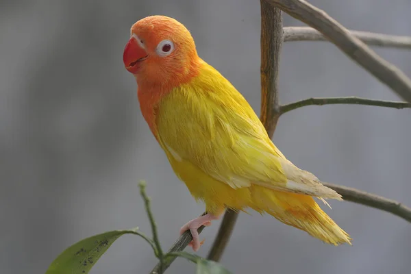 Ομορφιά Του Ένα Πουλί Αγάπη Agapornis Lutino Τύπου Φωτεινό Πορτοκαλί — Φωτογραφία Αρχείου