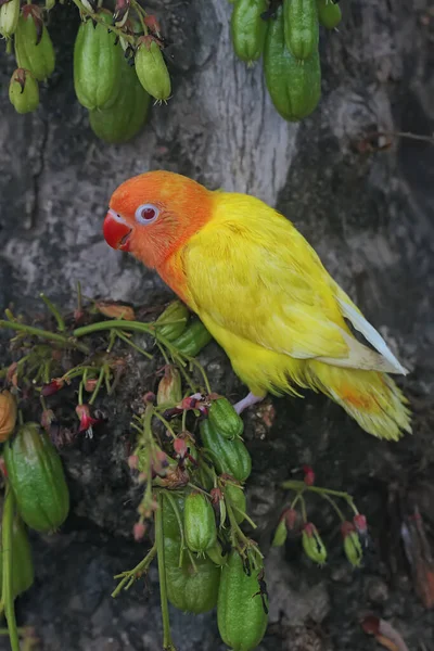 Bir Aşk Kuşunun Agapornis Parlak Turuncu Sarı Tüy Rengine Sahip — Stok fotoğraf