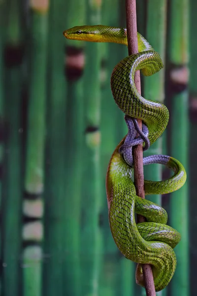 Una Serpiente Rata Verde Gonyosoma Prasinum Descansa Sobre Una Rama —  Fotos de Stock