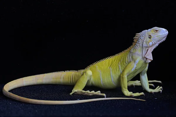 Zarif duruşu olan sarı bir iguana (iguana iguana).