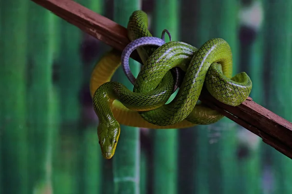 Ένα Πράσινο Φίδι Αρουραίων Gonyosoma Prasinum Στηρίζεται Ένα Ξηρό Κλαδί — Φωτογραφία Αρχείου