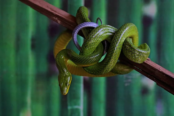 Eine Grüne Rattennatter Gonyosoma Prasinum Ruht Auf Einem Trockenen Ast — Stockfoto