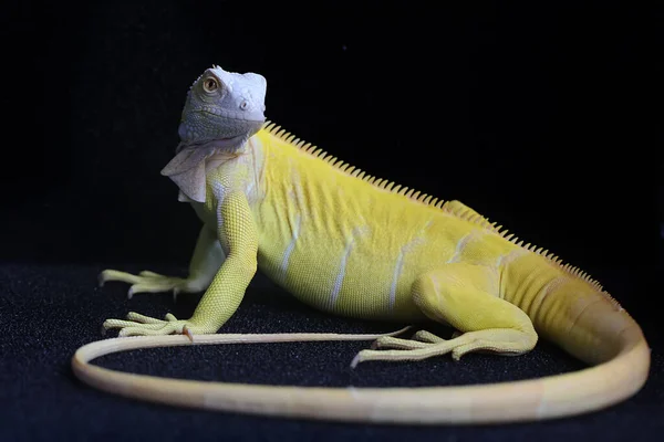 Uma Iguana Amarela Iguana Iguana Com Uma Pose Elegante — Fotografia de Stock