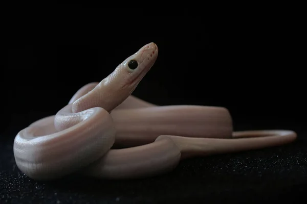 태세가 비단뱀 — 스톡 사진