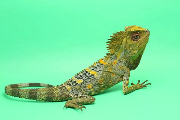 Gesto Corporal Dragão Floresta Gonocephalus Chamaeleontinus Que Está Pronto Para — Fotografia de Stock