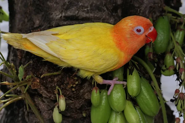 Ομορφιά Του Ένα Πουλί Αγάπη Agapornis Lutino Τύπου Φωτεινό Πορτοκαλί — Φωτογραφία Αρχείου