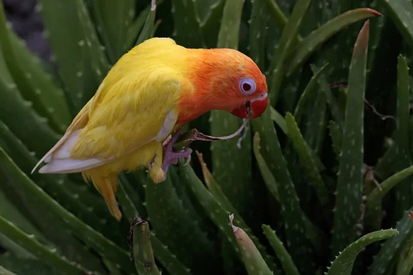 Beleza Pássaro Amor Agapornis Tipo Lutino Com Laranja Brilhante Cor — Fotografia de Stock