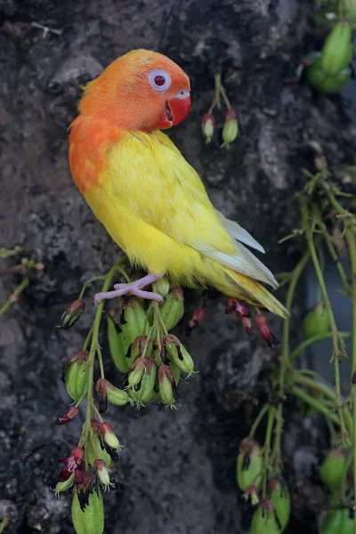 Belleza Pájaro Del Amor Agapornis Tipo Lutino Con Color Naranja —  Fotos de Stock