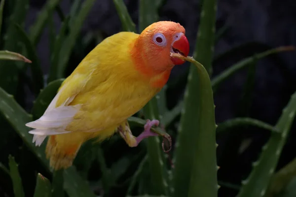 Beauty Love Bird Agapornis Lutino Type Bright Orange Yellow Feather — Stock Photo, Image