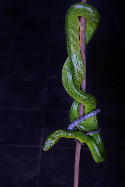 在干枯的树枝上休息着一条绿老鼠蛇 鼠疫蛇 — 图库照片
