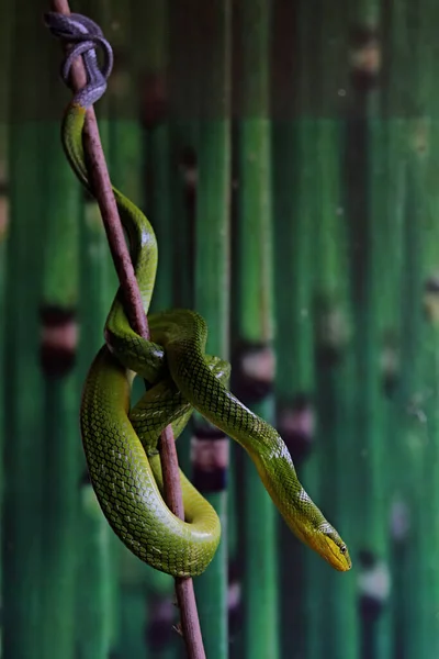 Grön Råttorm Gonyosoma Prasinum Vilar Torr Trädgren — Stockfoto