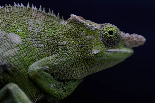 Tête Jeune Caméléon Fischer Kinyongia Fischeri Qui Semble Forte — Photo