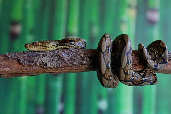 A snake is wrapping its body on a log.