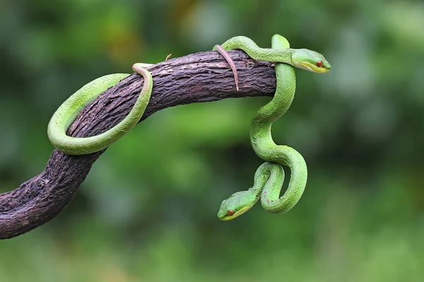 Een Groep Kleine Sunda Pitvipers Trimeresurus Insularis Kroop Langs Een — Stockfoto