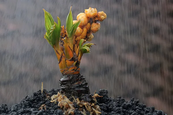 Beauty Four Trunked Coconut Tree Cocos Nucifera Bonsai Bearing Fruit — Stock Photo, Image