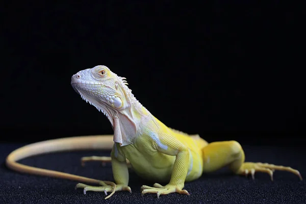 Uma Iguana Amarela Iguana Iguana Com Uma Pose Elegante — Fotografia de Stock