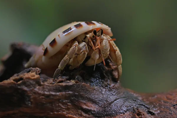 Een Heremietkreeft Paguroidea Loopt Langzaam — Stockfoto