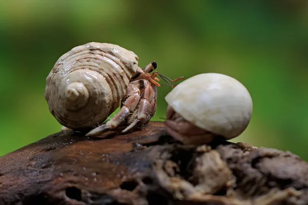 Dos Cangrejos Ermitaños Paguroidea Madera — Foto de Stock