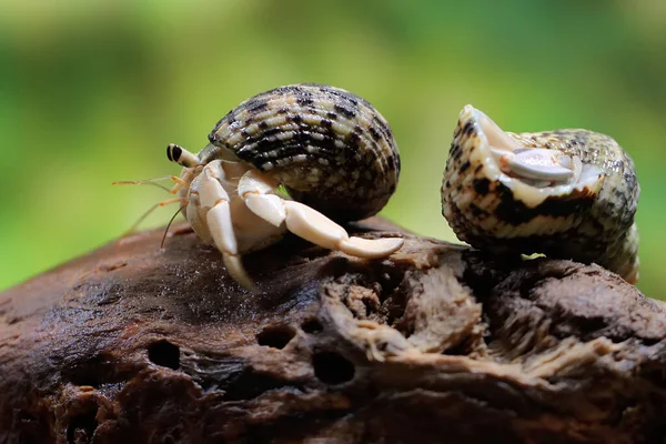 Deux Crabes Ermites Paguroidea Sur Bois — Photo